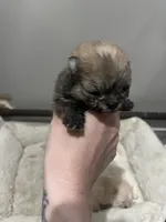 Girl #1 , a female Pomeranian for sale in New Britain, CT – Photo 5 of 10