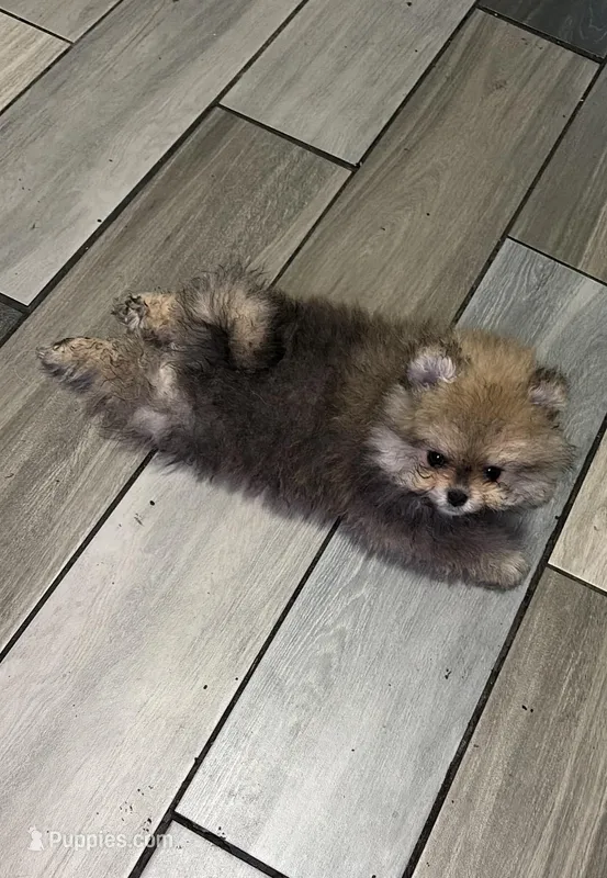 Girl #1  – Pomeranian puppy for sale in New Britain, CT
