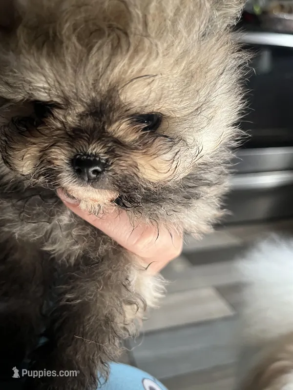 Girl #1  – Pomeranian puppy for sale in New Britain, CT