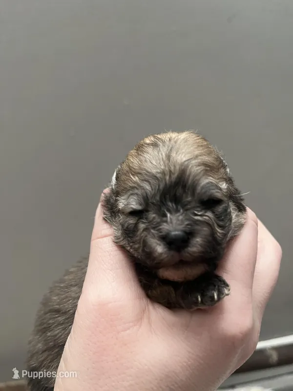 Girl #1  – Pomeranian puppy for sale in New Britain, CT