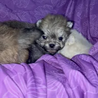 Girl #1 , a female Pomeranian for sale in New Britain, CT – Photo 2 of 10