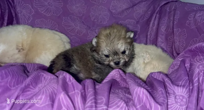 Girl #1  – Pomeranian puppy for sale in New Britain, CT