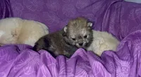 Girl #1 , a female Pomeranian for sale in New Britain, CT – Photo 1 of 10