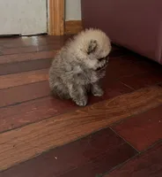 Girl #1 , a female Pomeranian for sale in New Britain, CT – 3 of 7