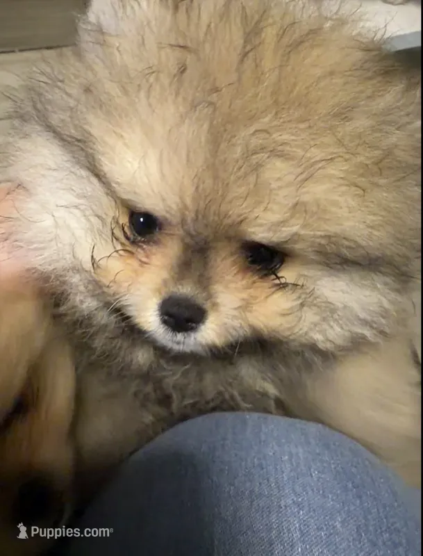 Girl #1  – Pomeranian puppy for sale in New Britain, CT