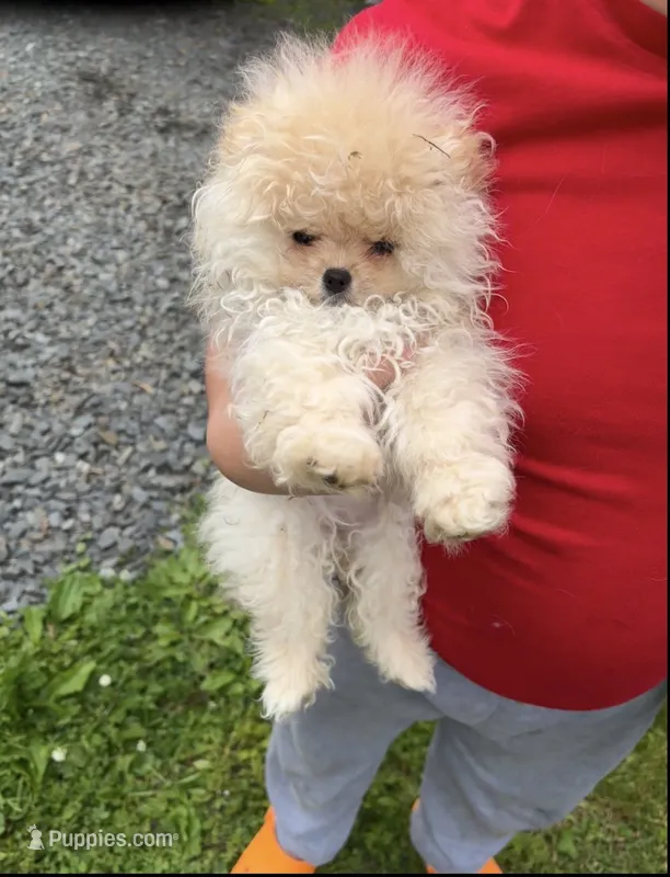 Girl #2 – Pomeranian puppy for sale in New Britain, CT