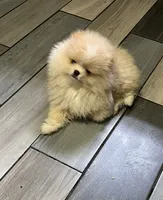 Boy #2 , a male Pomeranian for sale in New Britain, CT – 6 of 10