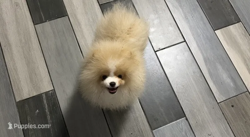 Boy #2  – Pomeranian puppy for sale in New Britain, CT