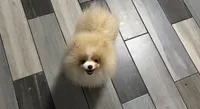 Boy #2 , a male Pomeranian for sale in New Britain, CT – 3 of 10