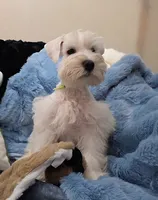 German Chocolate, a male Miniature Schnauzer for sale in San Diego, CA – 4 of 8