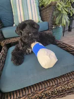 Ruffles , a female Miniature Schnauzer for sale in San Diego, CA – 1 of 5