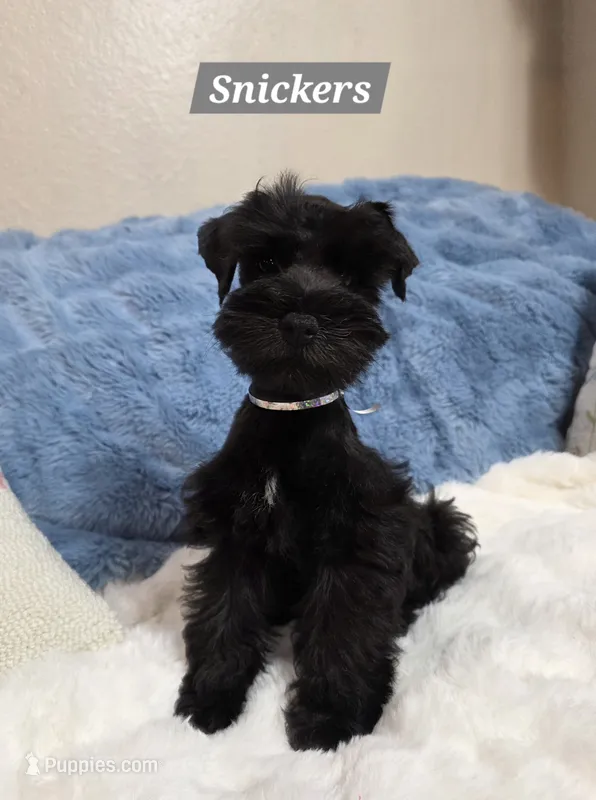Snickers – Miniature Schnauzer puppy for sale in San Diego, CA