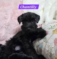 Chantilly, a female Miniature Schnauzer for sale in San Diego, CA – 2 of 2