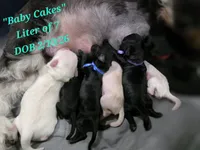 German Chocolate, a male Miniature Schnauzer for sale in San Diego, CA – 6 of 8