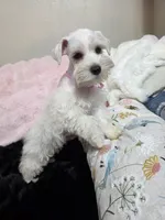 Angel Food Cake, a female Miniature Schnauzer for sale in San Diego, CA – 2 of 2