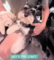 German Chocolate, a male Miniature Schnauzer for sale in San Diego, CA – 8 of 8