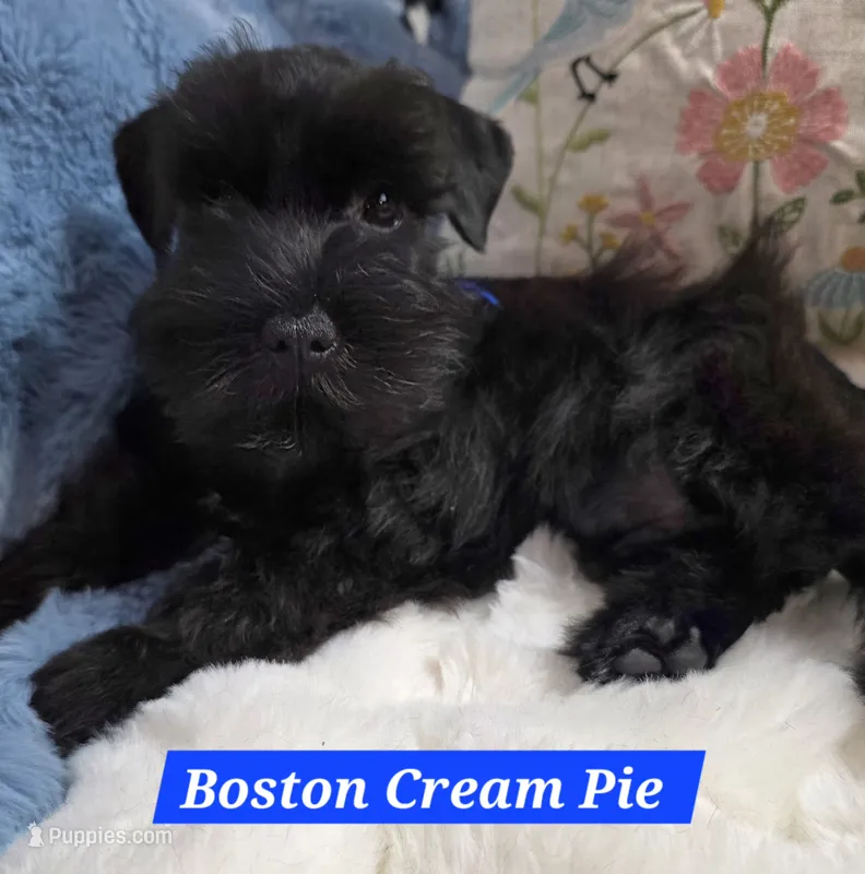 Boston Cream Pie – Miniature Schnauzer puppy for sale in San Diego, CA
