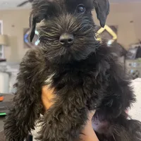 Bosley, a male Miniature Schnauzer for sale in San Diego, CA – Photo 5 of 10