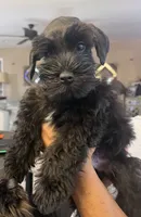 Bosley, a male Miniature Schnauzer for sale in San Diego, CA – Photo 5 of 10