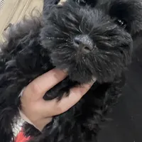 Bosley, a male Miniature Schnauzer for sale in San Diego, CA – Photo 4 of 10