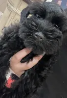 Bosley, a male Miniature Schnauzer for sale in San Diego, CA – Photo 4 of 10