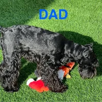 Bosley, a male Miniature Schnauzer for sale in San Diego, CA – Photo 10 of 10