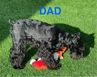 Bosley, a male Miniature Schnauzer for sale in San Diego, CA – Photo 10 of 10