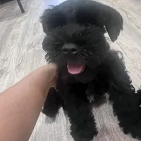 Bosley, a male Miniature Schnauzer for sale in San Diego, CA – Photo 3 of 10