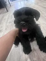 Bosley, a male Miniature Schnauzer for sale in San Diego, CA – Photo 3 of 10