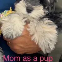 Bosley, a male Miniature Schnauzer for sale in San Diego, CA – Photo 8 of 10