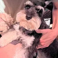 Bosley, a male Miniature Schnauzer for sale in San Diego, CA – Photo 7 of 10