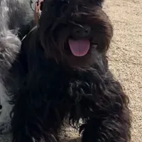 Bosley, a male Miniature Schnauzer for sale in San Diego, CA – Photo 9 of 10