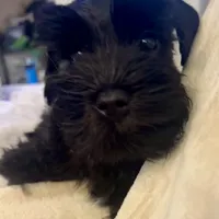 Bosley, a male Miniature Schnauzer for sale in San Diego, CA – Photo 1 of 10