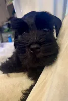 Bosley, a male Miniature Schnauzer for sale in San Diego, CA – Photo 1 of 10