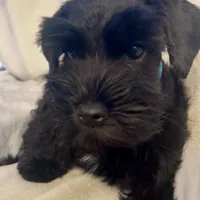 Bosley, a male Miniature Schnauzer for sale in San Diego, CA – Photo 2 of 10