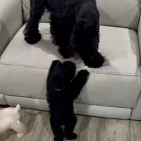 Bosley, a male Miniature Schnauzer for sale in San Diego, CA – Photo 6 of 10