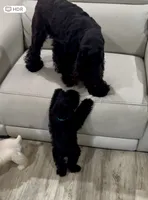 Bosley, a male Miniature Schnauzer for sale in San Diego, CA – Photo 6 of 10