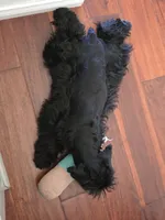 Ruffles , a female Miniature Schnauzer for sale in San Diego, CA – 4 of 5