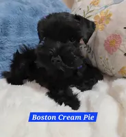 Boston Cream Pie, a male Miniature Schnauzer for sale in San Diego, CA – 2 of 3
