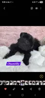 Chantilly, a female Miniature Schnauzer for sale in San Diego, CA – 1 of 2