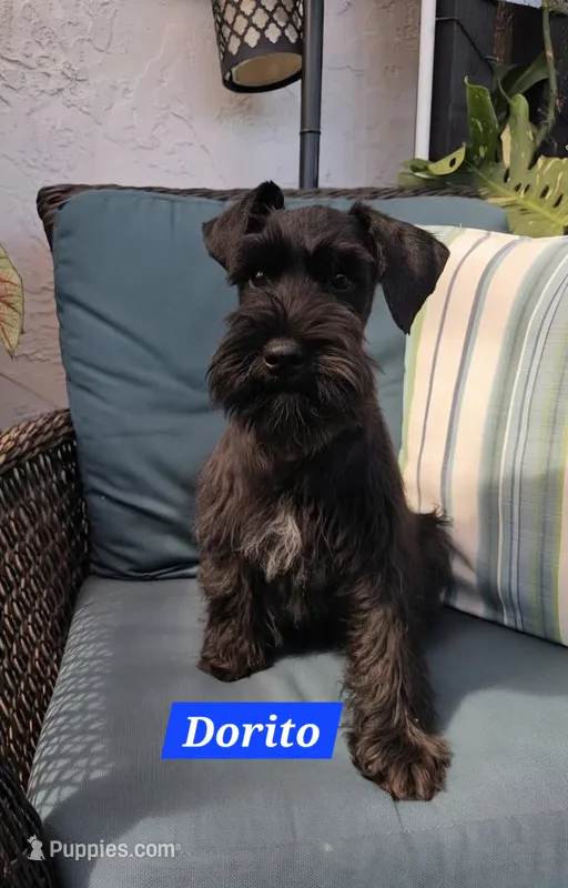 Dorito – Miniature Schnauzer puppy for sale in San Diego, CA