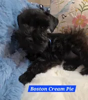 Boston Cream Pie, a male Miniature Schnauzer for sale in San Diego, CA – 3 of 3