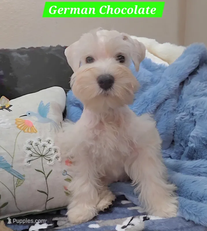 German Chocolate – Miniature Schnauzer puppy for sale in San Diego, CA