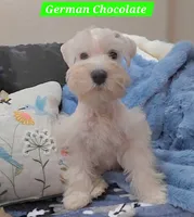 German Chocolate, a male Miniature Schnauzer for sale in San Diego, CA – 1 of 2