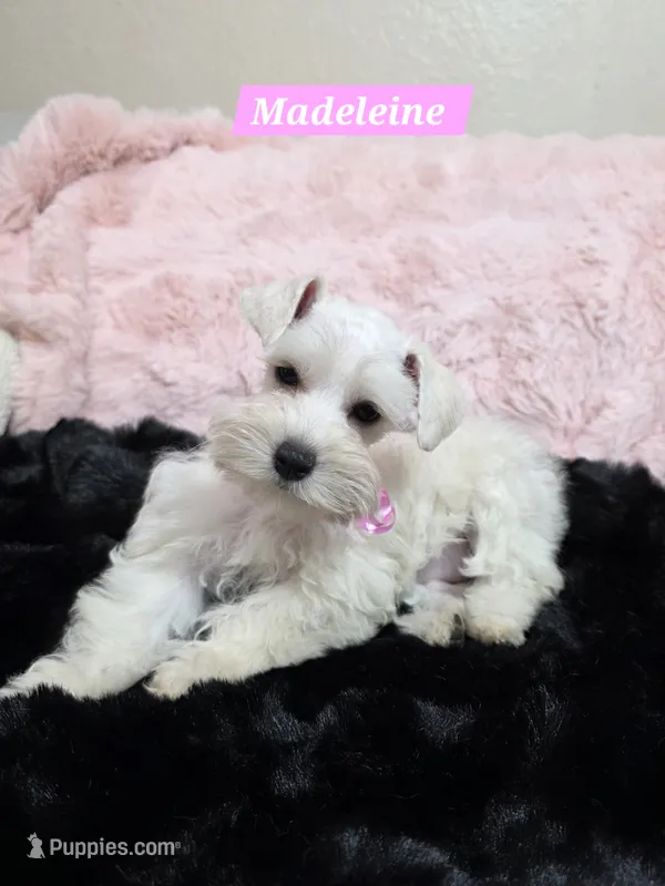 Angel Food Cake – Miniature Schnauzer puppy for sale in San Diego, CA