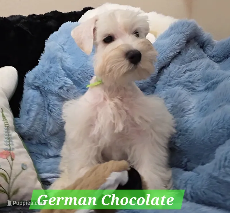 German Chocolate – Miniature Schnauzer puppy for sale in San Diego, CA