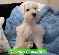 German Chocolate, a male Miniature Schnauzer for sale in San Diego, CA – 1 of 8