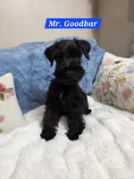 Mr. Good Bar, a male Miniature Schnauzer for sale in San Diego, CA – 1 of 4