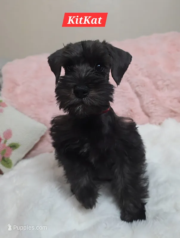 Kit Kat – Miniature Schnauzer puppy for sale in San Diego, CA