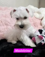 Madeleine, a female Miniature Schnauzer for sale in San Diego, CA – 2 of 2